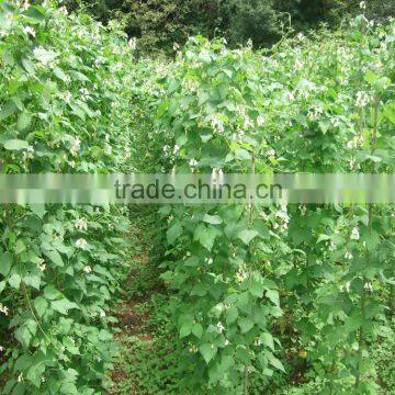 Red Kidney Beans for Hot Sale and With Free Sample for Sale photo-6