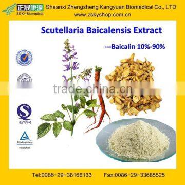 GMP Factory Supply Natural Radix Scutellaria Extract