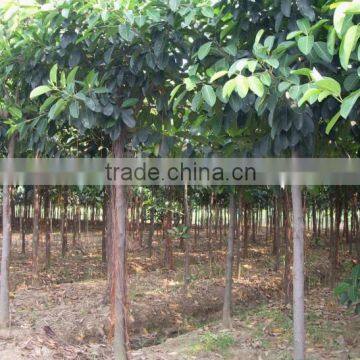 Ficus Altissima