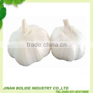 China fresh pure white garlic