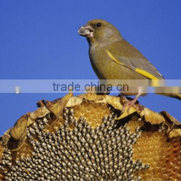 Bird Food Sunflower Seeds For Bird