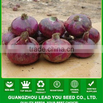 ON02 Diqiu mid-late sunshine red onion seeds price