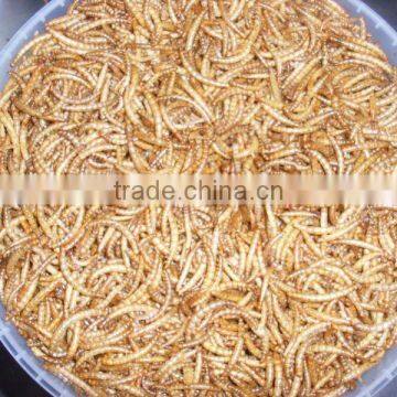 dried mealworm for birds