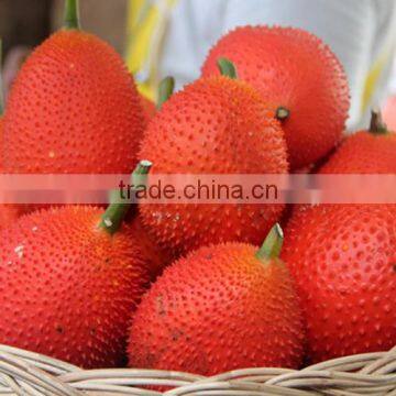 100% Pure Natural Gac Fruit Momordica Cochinchinensis Sement Momordicae Extract photo-2