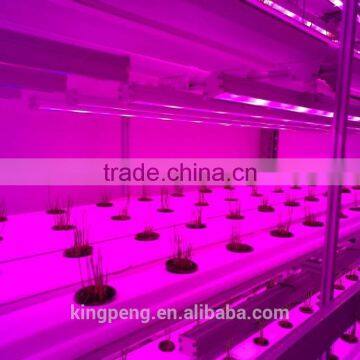 Container Greenhouse for Agriculture photo-2