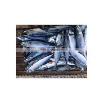 2017 New design hot sale frozen pacific mackerel fish for factory use