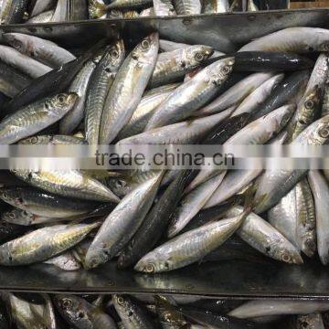 Chinese Frozen Seafood/Frozen Fish Factory photo-6