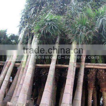 wodyetia bifurcata palm for export