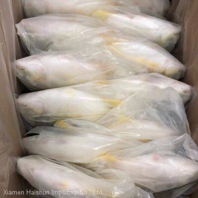 Frozen Golden Pompano photo-3