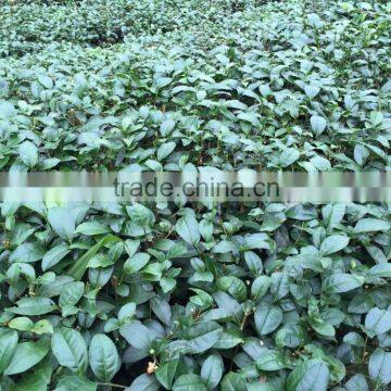 Oupusen Taiwan High Mountain Jin Xuan Milk Oolong Tea