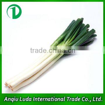 fresh welsh onion