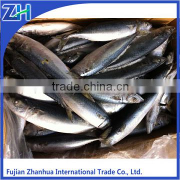 seafrozen whole round pacific mackerel for market