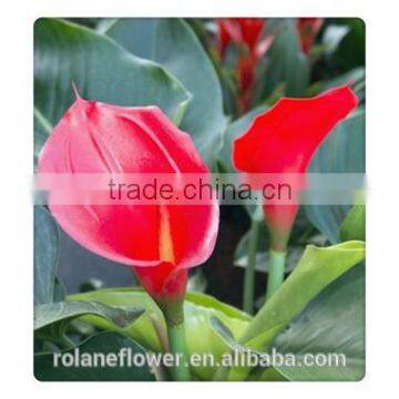 Chinese factory cheap wholesale red light fresh Ornamental calla flowers