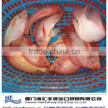 red tilapia fish farming