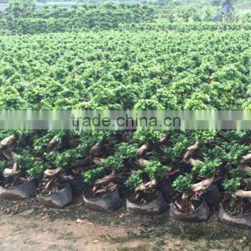 S shaped outdoor ficus trees hot sale