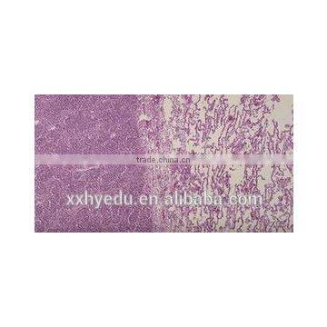 Zoology prepared Slides , Inflammation Prepared Slide,sterm prepared slides you can choose from