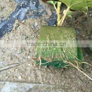 Hot Sale Phenolic Resin Floral Foam Production Line, Wet Floral Foam Machines photo-2