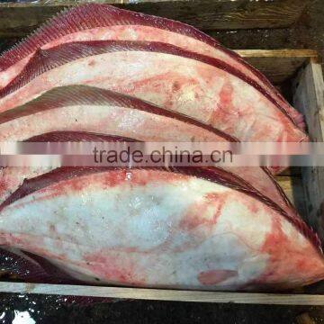 New Arrival Frozen Fish Flounder