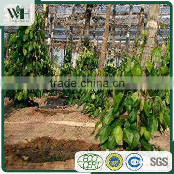 Kampot Bulk Black Pepper 570GL With Good Rate photo-4