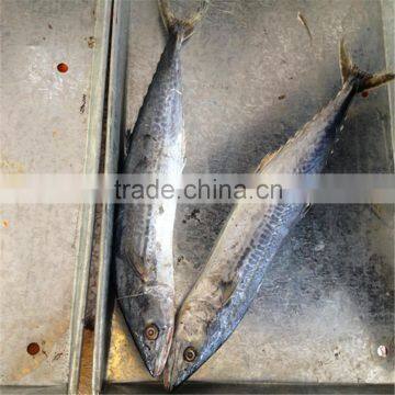 Frozen Spanish mackerel 300-500G