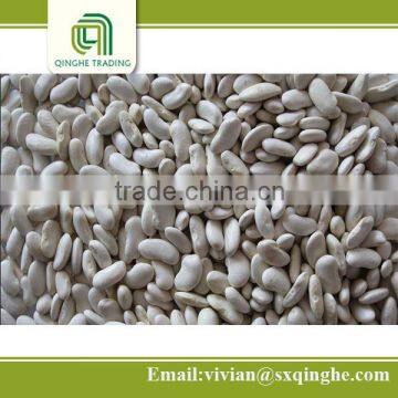 wholesale white kidney beans, agriculture crop kidney beans, flat white kidney beans