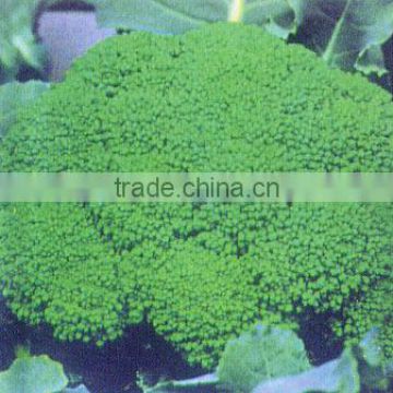 2015 Top Quality F1 Hybrid Green Cauliflower Seeds Broccoli Seeds For Sale