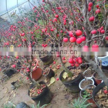 Malus Spectabilis Seedling Tree