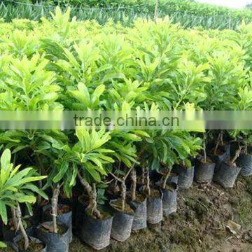 waxberry tree seedling