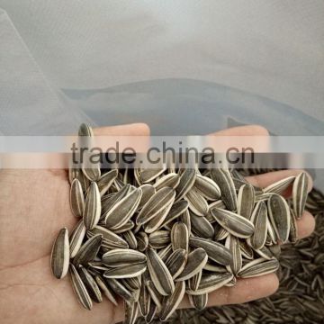 Chinese Sunflower Seeds 0409 High Quality