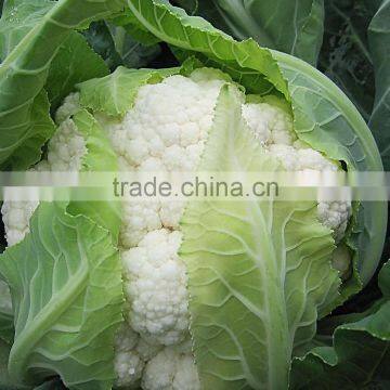 CF90 Genius 90 days medium late maturity hybrid white cauliflower seeds