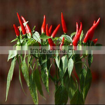 Big hybrid solitary disease resistance orange red long pepper seeds