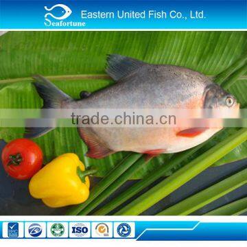 wild export pacu fish on sale