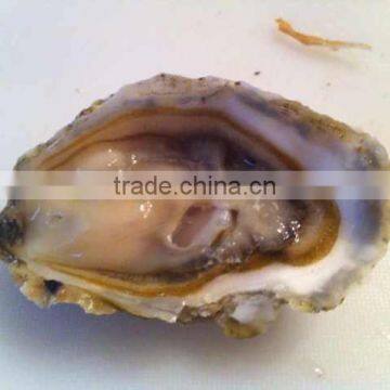 Live Pacific Oyster photo-2