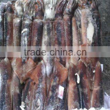 Frozen Seafood Illex Squid 100-150g photo-2