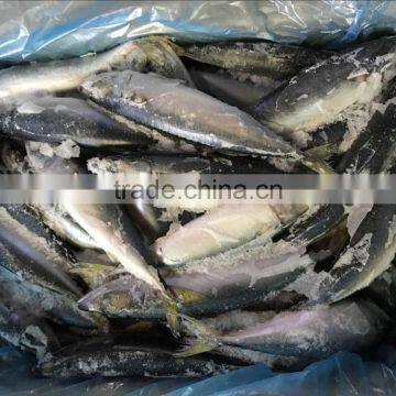 wholesale frozen pacific mackerel (scomber japonicus) hgt with CE certificate