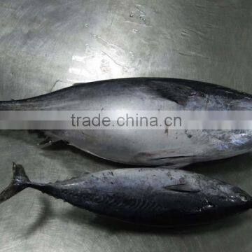 80-100G Bonito for Sale photo-2