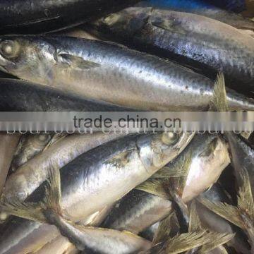 Frozen Mackerle Scomber Scombrus/ Scomber Japonicus Sea Frozen photo-2