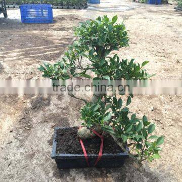 Ficus Microcarpa Bonsai in 15cm,20cm ,25cm ,30cm Pot,ball ,S Shape photo-6