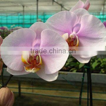 Phalaenopsis Orchid Plants flowers bloom & no flowers (CM)