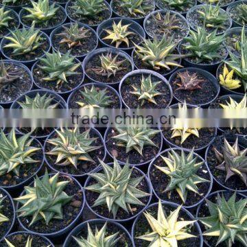 Haworthia Limifolia Variegated photo-3