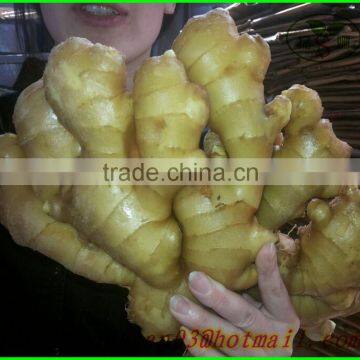 Wholesale Price Apple Fruit From China/Fresh Apples photo-6