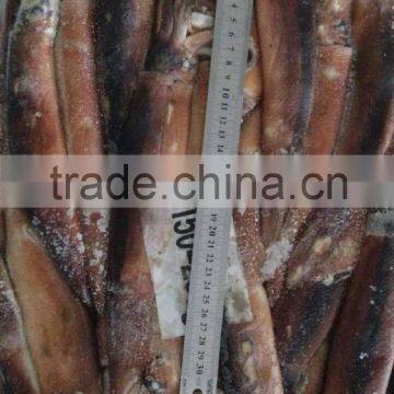 Frozen Argentina Squid exports with size 150 - 200 g