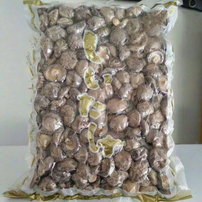 Lentinula Edodes photo-4