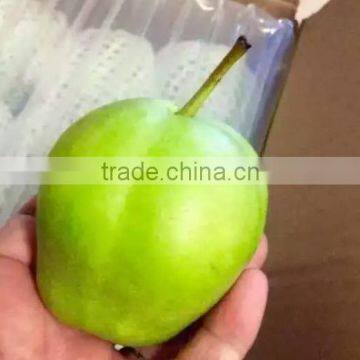 2016 new crops Fresh su pear