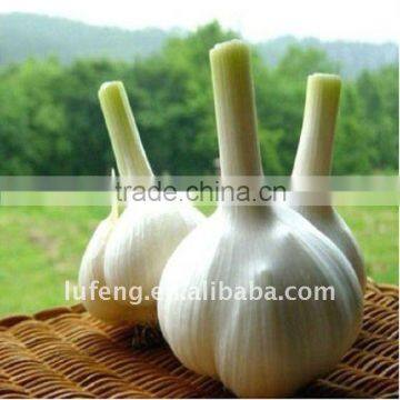 Chinese Normal White Garlic