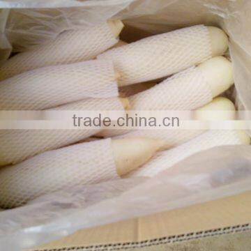 Chinese Factory Fresh White Radish With Good Price