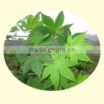 Sweet Tea Health Care Tea Green Tea Extract photo-3