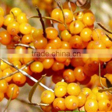 Food additive Seabuckthorn Powder