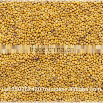 Mustard seeds