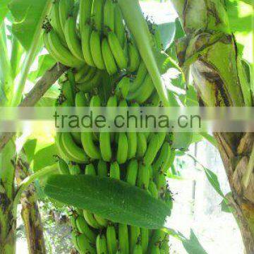 ECUADOR ORIGIN BANANA FROM TURKEY BY ALDERA QUALITY AND GUARANTEE